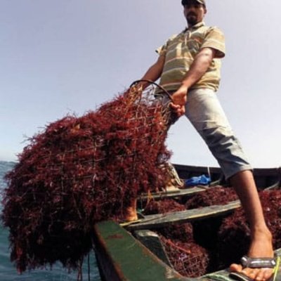 Moroccan gelidium red seaweed