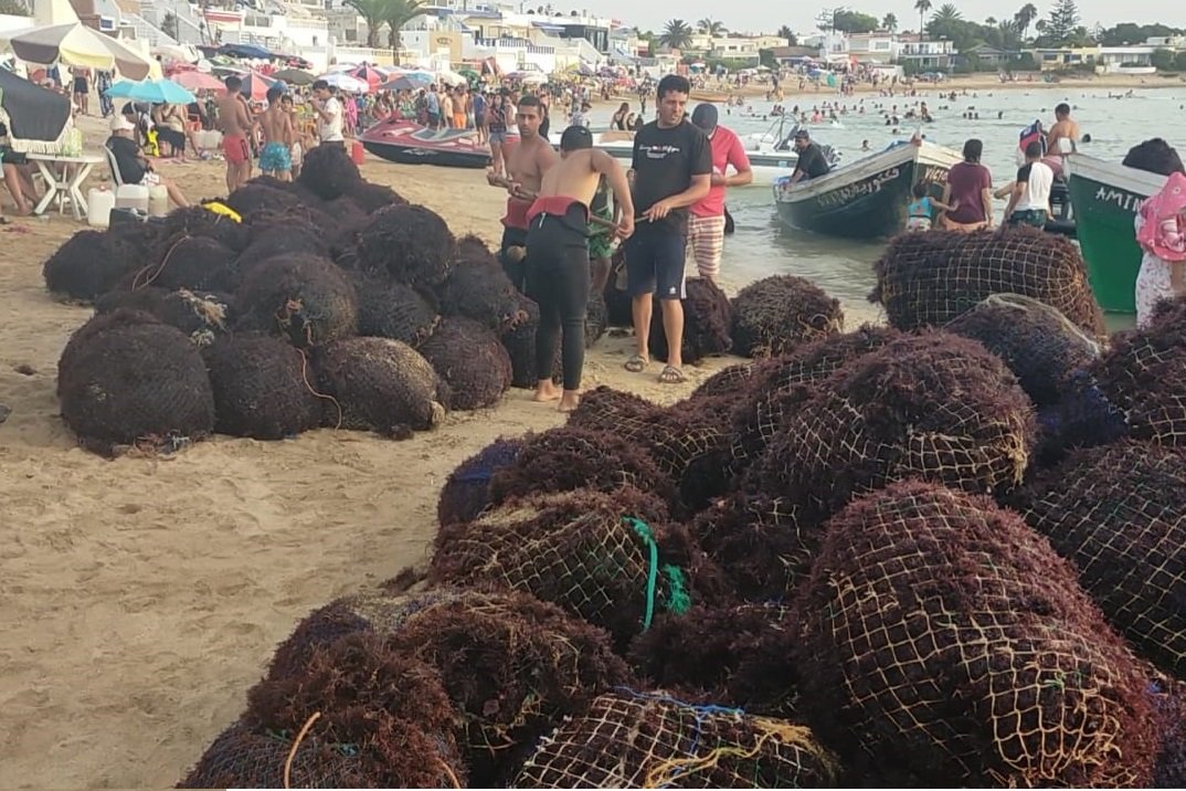 Moroccan gelidium red seaweed