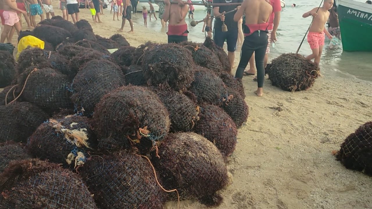 Moroccan gelidium red seaweed