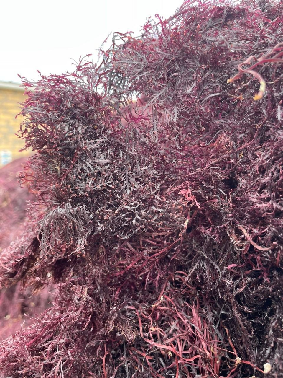 Moroccan gelidium red seaweed