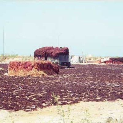 Moroccan gelidium red seaweed