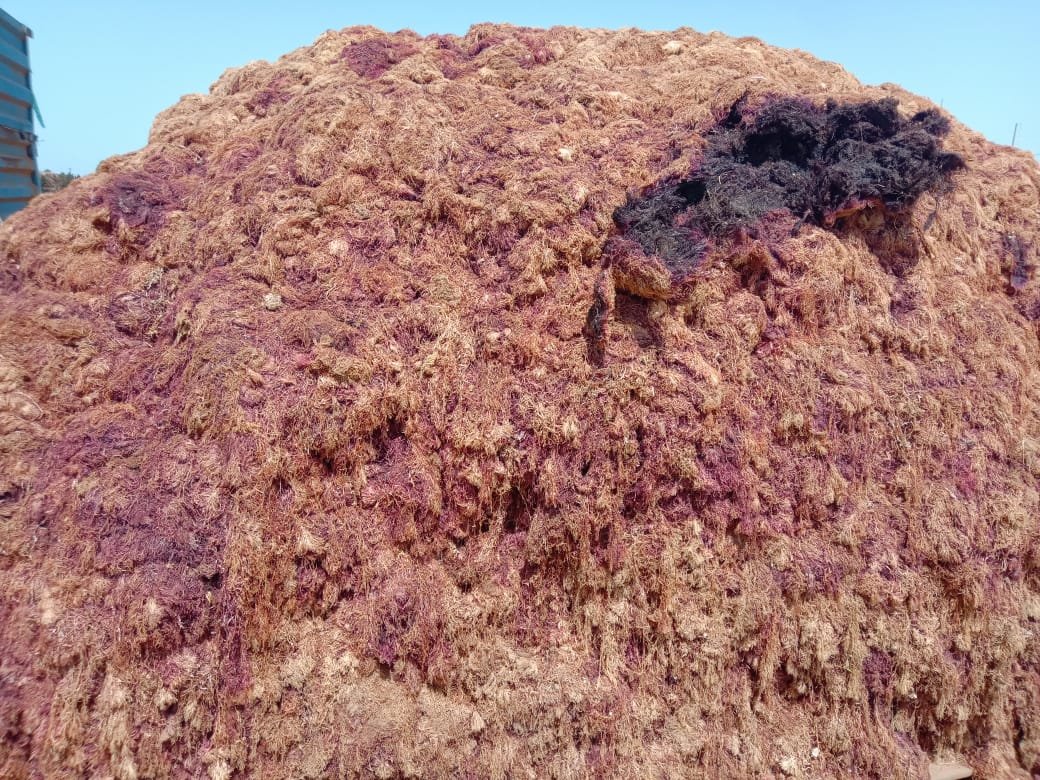 Moroccan gelidium red seaweed