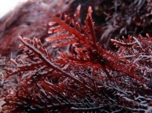 Premier Gelidium Red Algae Producer in Morocco