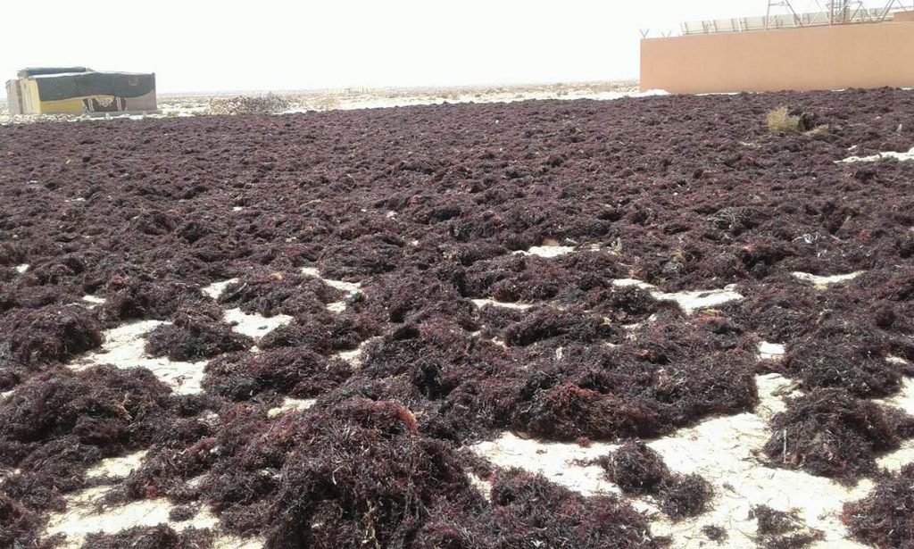 Moroccan gelidium red seaweed