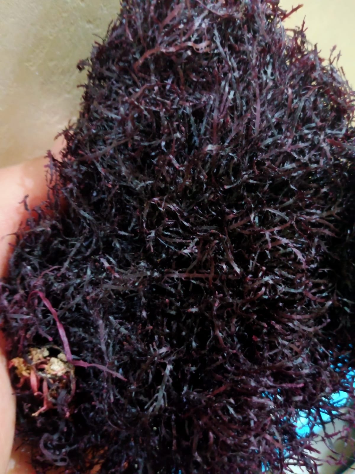 Moroccan gelidium red seaweed