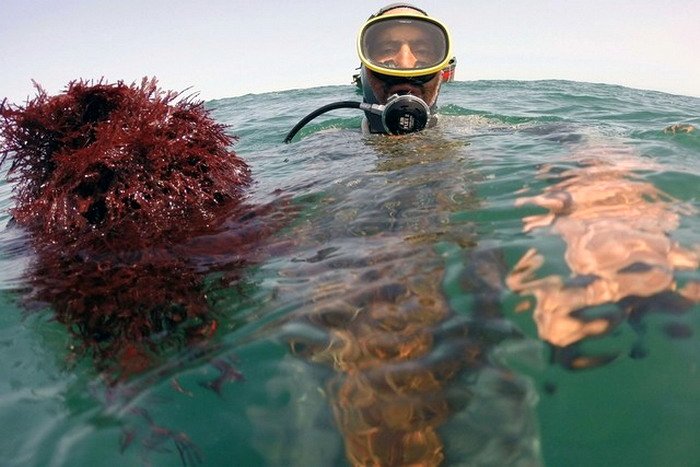 Moroccan gelidium red seaweed